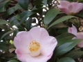 You can find more than 40 species of camellias in our garden