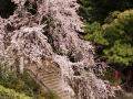 京都祇園桜として知られる円山公園の枝垂れ桜