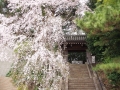 山門と京都祇園桜