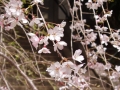 石段と枝垂桜