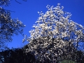 青空に映える本堂前のハクモクレンの花 撮影：永堀清