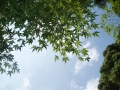 Blue sky and green maple leaves