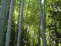 鐘楼を取り囲む竹林