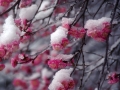 日本に曹洞宗の禅を伝えた道元禅師は梅をこよなく愛でたと言われています